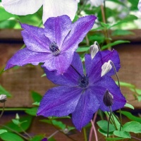 New Clematis